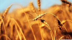 wheat spikelets depth of field Plants bokeh