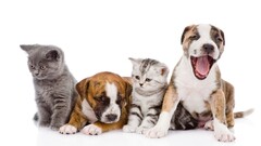 white background Animals dog cats baby animals