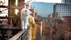 white depth of field balcony Plants Animals City