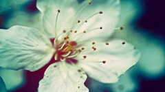 white flowers macro filter