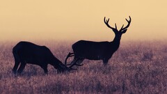 wildlife deer silhouette Animals