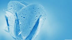 winter blue flowers cyan blue