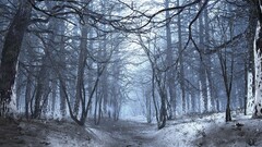 winter forest nature snow