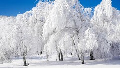 winter forest snow clear sky Trees
