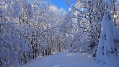 winter forest snow path
