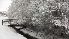 winter landscape Trees