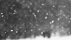 winter monochrome bokeh snow