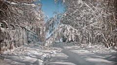 winter nature snow Trees