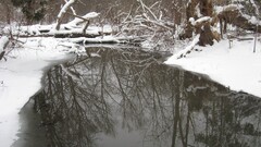winter nature snow Trees reflection