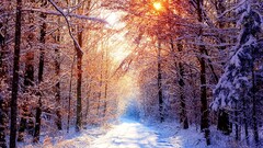 winter pathway Trees nature sunlight snow