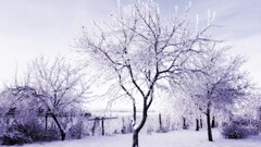 winter Russia snow Trees ice