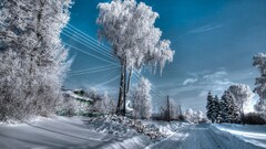 winter Russia snow Trees outdoors