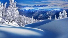 winter snow pine trees Mountains nature landscape Trees