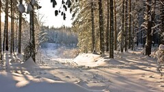 winter snow Trees forest