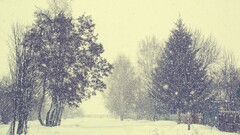 winter snow Trees snowing filter nature Beige white