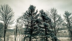 winter Trees snow landscape