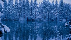 winter Trees water reflection snow
