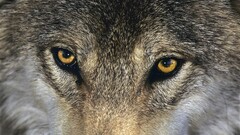 wolf Animals eyes