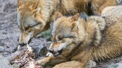 wolf Animals Mammals