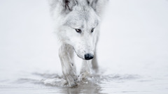 wolf Animals Mammals water