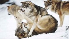 wolf Animals Mammals wildlife