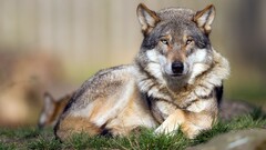 wolf Animals nature