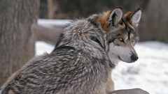 wolf fur winter Animals