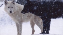 wolf Mammals winter snow