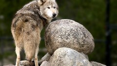 wolf nature Animals