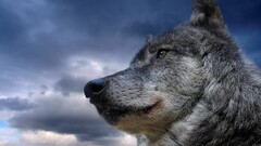wolf nature Animals
