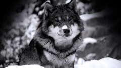 wolf selective coloring Animals