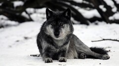 wolf snow Animals