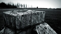 Wood depth of field field monochrome
