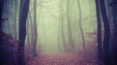 Wood forest smoke nature