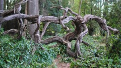 Wood forest Trees nature
