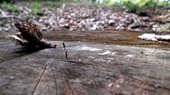 Wood landscape outdoors