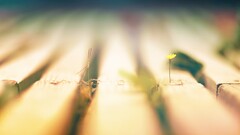 Wood nature Plants depth of field worm's eye view Flowers macro