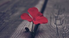 wooden surface Flowers macro red flowers