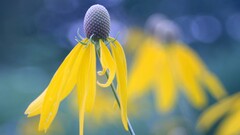 yellow flowers nature macro