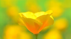 yellow flowers Poppies Plants Flowers