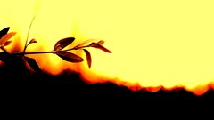 yellow leaves Plants