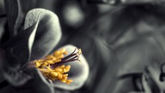 yellow monochrome Flowers selective coloring Plants