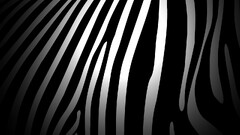 zebras pattern texture monochrome