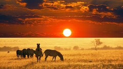 zebras sky nature wildlife Animals Mammals sun plains orange